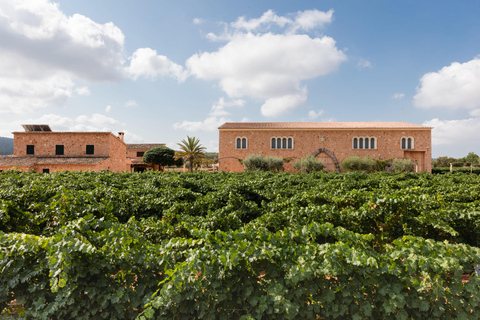 Mallorca: tour door wijnmakerij Bodegas Ángel met wijnproeverij