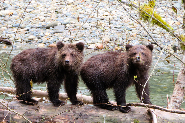 Campbell River: Grizzly Bear Expedition with Lunch