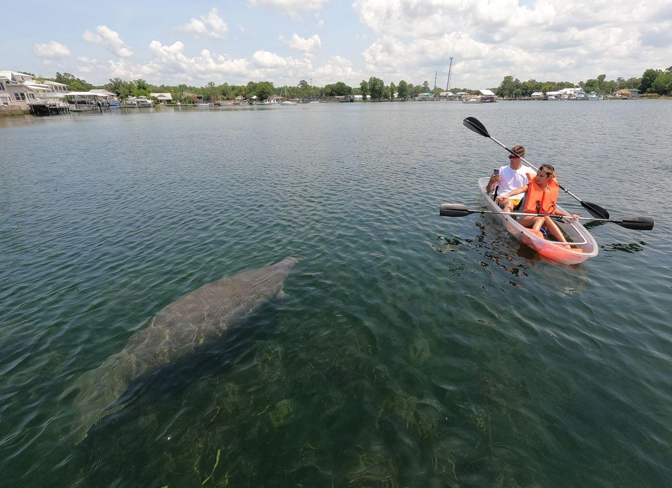 Crystal River: Three Sisters Springs Eco Tour med gennemsigtig kajak