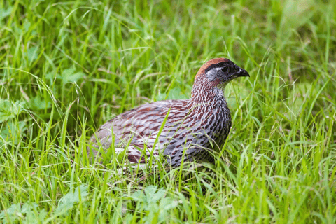 Vogelbeobachtung in Äthiopien: 14 Tage