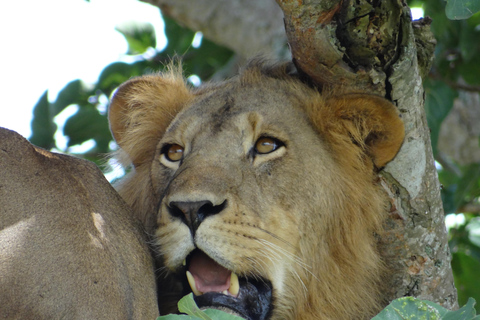 Uganda: 17-dniowe safari dla nowożeńców z trekkingiem goryli