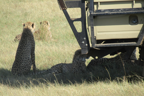 Excursión de un día al Parque Nacional Masai Mara y visita a la aldea Masai