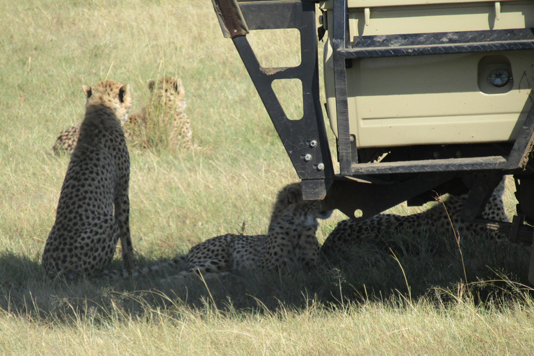 Excursion d&#039;une journée dans le parc national du Masai Mara et visite du village Masai