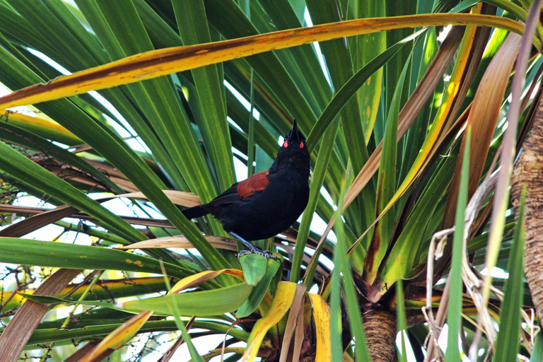 Bay of Islands: Urupukapuka Island Guided Walk Bay of Islands: Urupukapuka Island Guided Walk - Afternoon