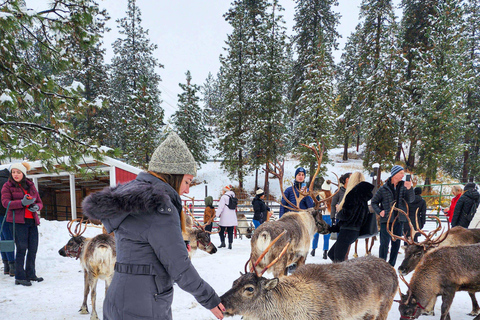 De Rovaniemi: Visita a uma fazenda de renas com passeio de trenó