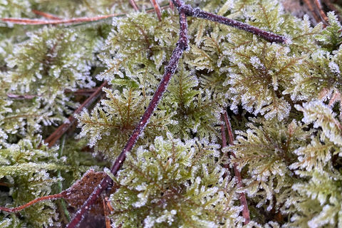 Stockholm: Dog Walk in Nature Reserve with Swedish Fika