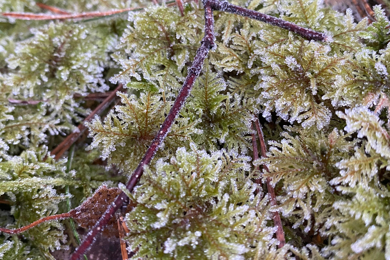 Stockholm: Dog Walk in Nature Reserve with Swedish Fika