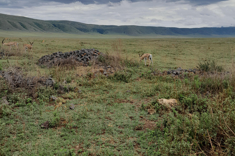 Arusha: Tarangire & Ngorongoro Exclusive Avoiding the Crowds