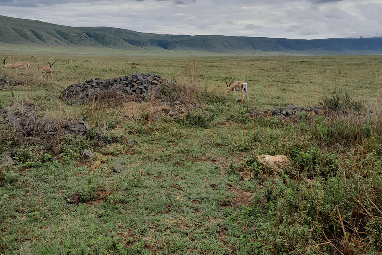 Arusha: Tarangire & Ngorongoro Exclusive Avoiding the Crowds