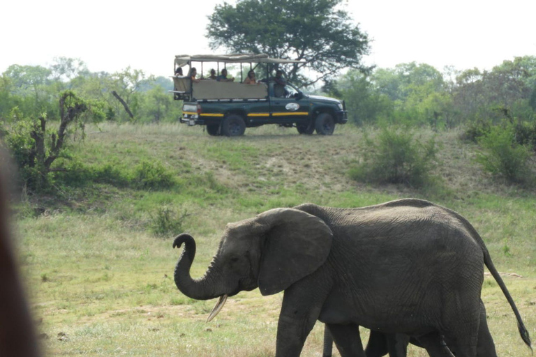 4-Day Kruger Park and Manyeleti Safari Tour