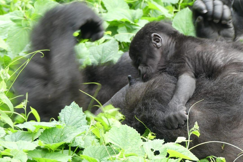 Kigali: Bwindi Impenetrable Forest Gorilla Trekking Tour