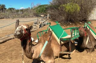 Maspalomas: Geführter Kamelritt in den Sanddünen von Maspalomas