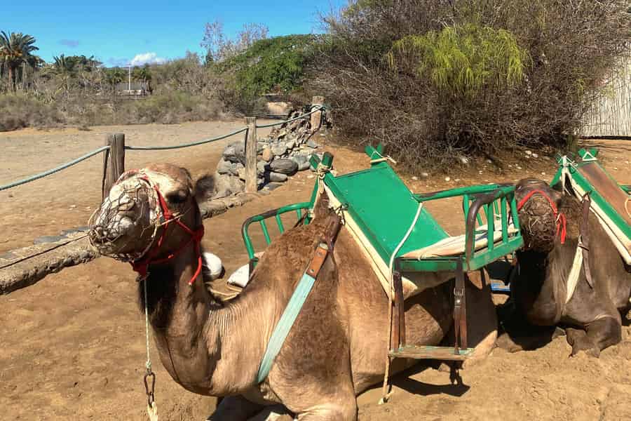 Maspalomas: Geführter Kamelritt in den Sanddünen von Maspalomas. Foto: GetYourGuide Maspalomas: Geführter Kamelritt in den Sanddünen von Maspalomas. Foto: GetYourGuide