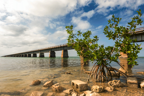 Excursión de un día de Fort Lauderdale a Cayo Hueso