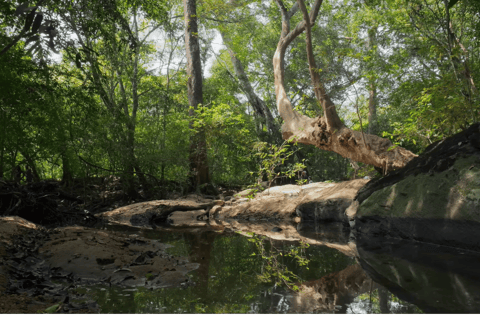 Tour del villaggio di Bentota, safari sul fiume con Westcoast