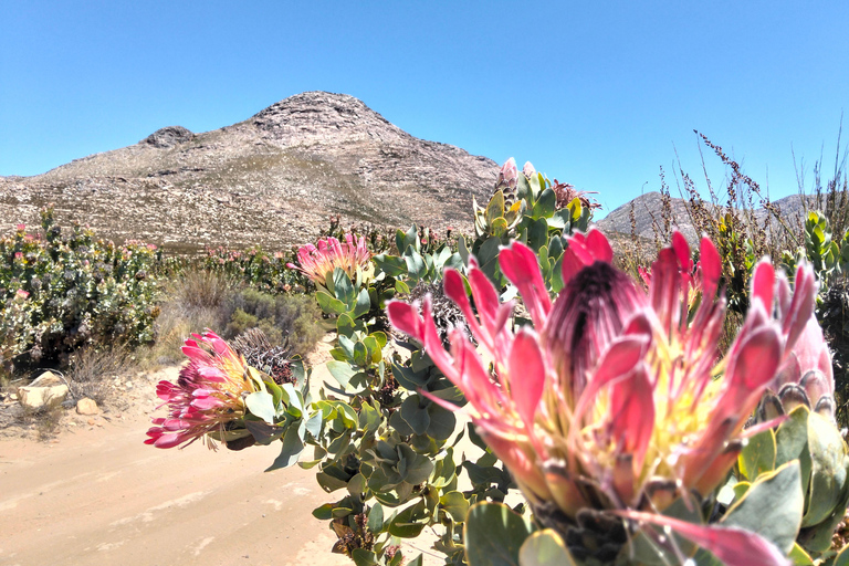 Johannesburg: 10-Day Victoria Falls & Garden Route Tour