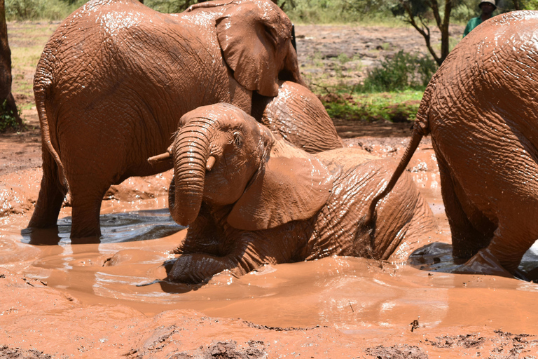4-Days Tsavo East &West Safari From Nairobi with park fees,