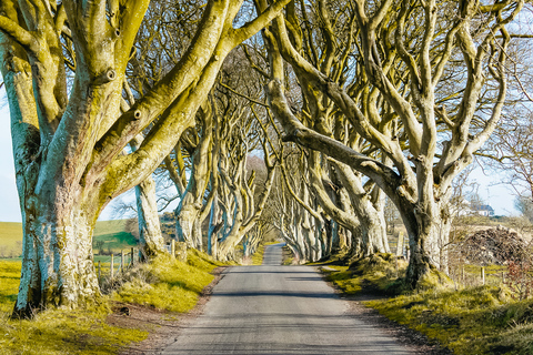 Belfast: Giant&#039;s Causeway, Dark Hedges, and Dunluce CastleGiant&#039;s Causeway, Dunluce castle, and Dark Hedges