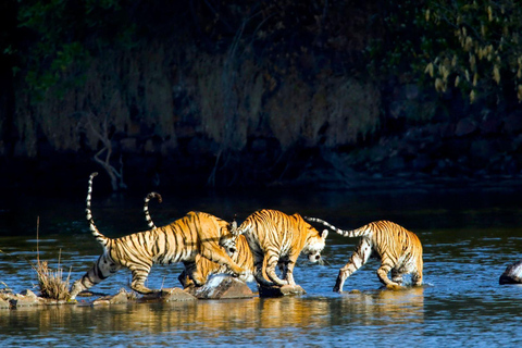 From Delhi: 2 Days 1 Night Ranthambore Tiger Safari Tour 5-Star Hotel, Car, Driver, Guide, 2 Safari & All Meal