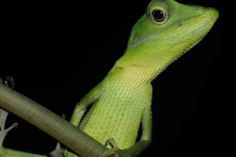 Jungle Night Tour : Finding Snakes and Night Species Jungle Night Tour : Finding Snake and night species