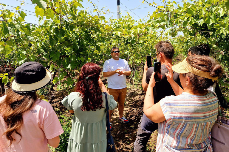 From Yerevan: Winery Tour with Wine Tasting and Dinner