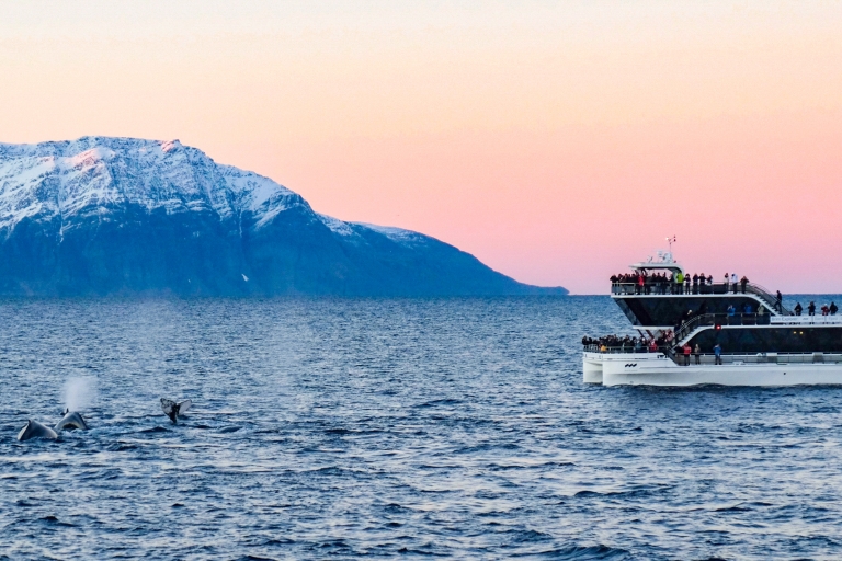 Tromsø: Walbeobachtungstour mit dem hybrid-elektrischen KatamaranAb Tromsø: Whale Watching-Tour per Hybrid-Elektro-Katamaran