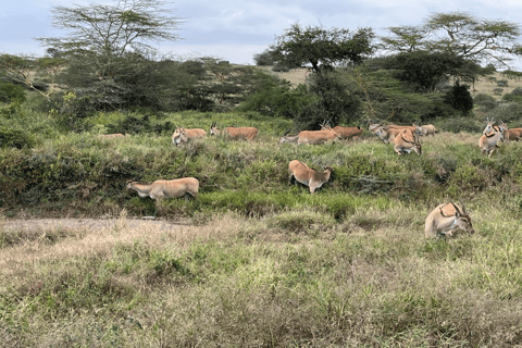 Parco Nazionale di Nairobi Game Drive