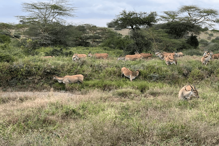 Parco Nazionale di Nairobi Game Drive