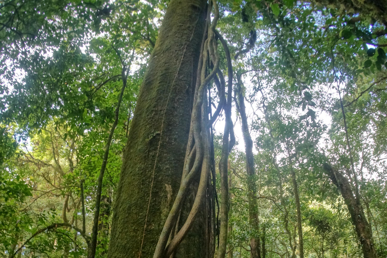 Två dagar Doi Inthanon nationalpark