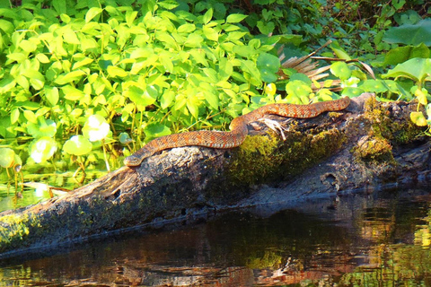 Orlando Alligator Experience: Day-Trip From Orlando Standard Option