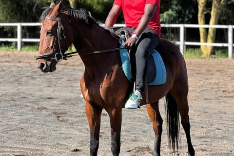 Table Mountain, Horseback mini Safari &Wine Tasting Day Tour