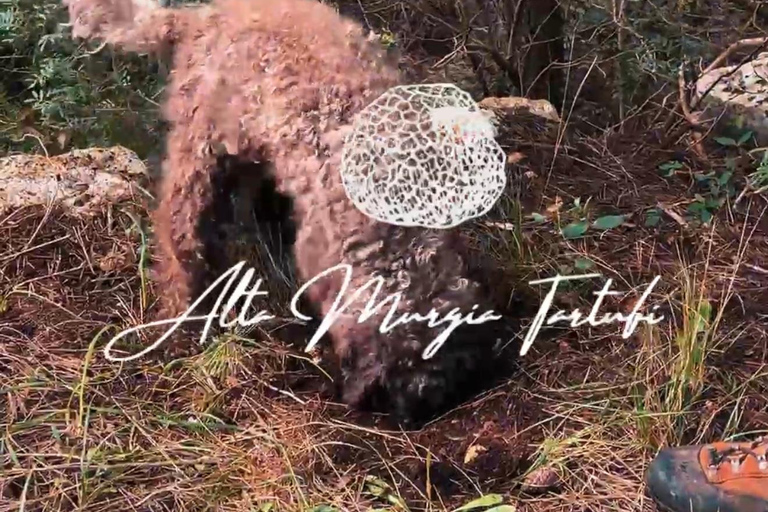 Trüffelsuche mit Verkostung in der Alta Murgia