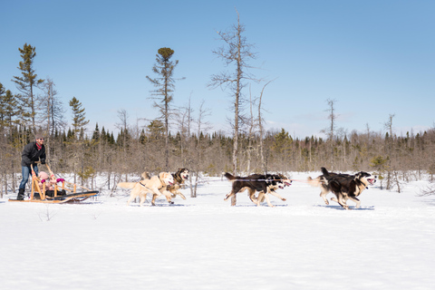 Lévis / Québec : Expérience d&#039;une heure de traîneau à chiens