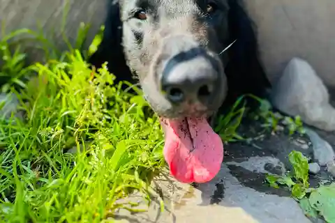 Oslo: Escursione panoramica con cane e guida locale