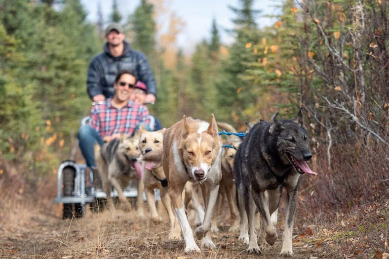 Rovaniemi: Husky Sled Ride and Farm Visit