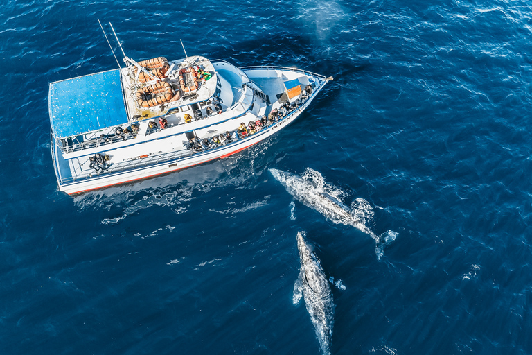 Newport Beach: 2-Hour Whale Watching Tour