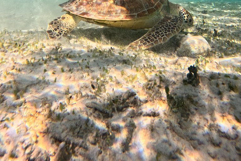 Da Lombok: snorkeling alle 3 Gilis e moto d'acqua a SenggigiDa Lombok: snorkeling e moto d'acqua a Senggigi