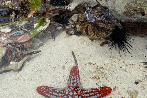 Excursão de meio dia aos golfinhos e mergulho com snorkel em Mnemba (viagem compartilhada)