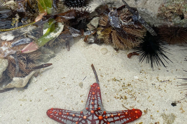 Halve dag tour dolfijnen &amp; snorkelen op mnemba (gedeelde reis)