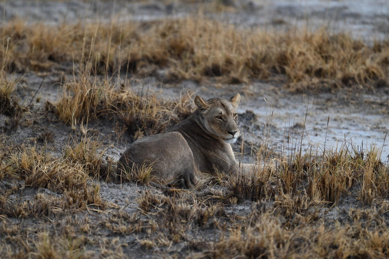 Windhoek: 3-Day Guided Safari in Etosha with Lodge