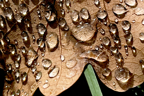 Weimar: Creative city walk "Free views and wild thinking" "Free Looks & Wild Thinking – A Creative City Walk Through Weimar"