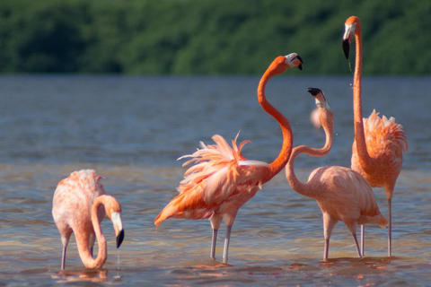 Natuurbelevenis Rio Lagartos en Las Coloradas.