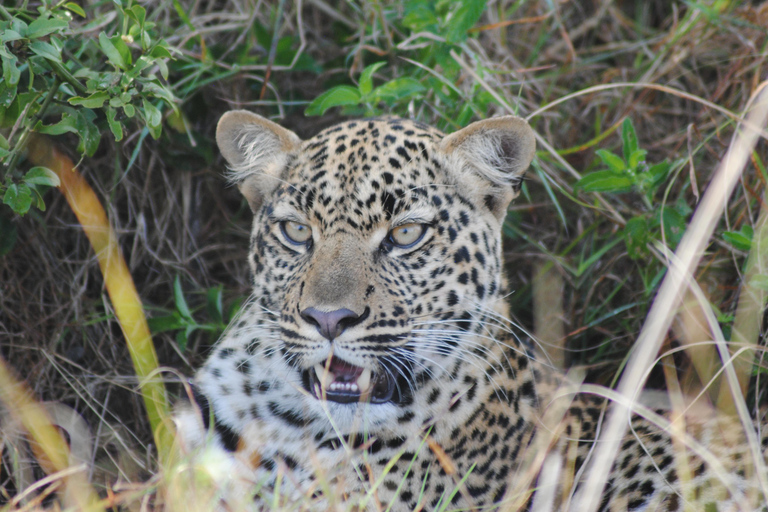 7 Day Rwanda Uganda Culture and Primate Safari Adventure