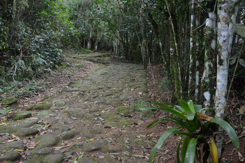 Nature inoubliable : Visite de la forêt de Tijuca et du Jardim Botânico