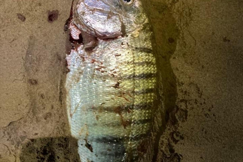 A day&#039;s fishing on the Atlantic coast (transport + lunch included)