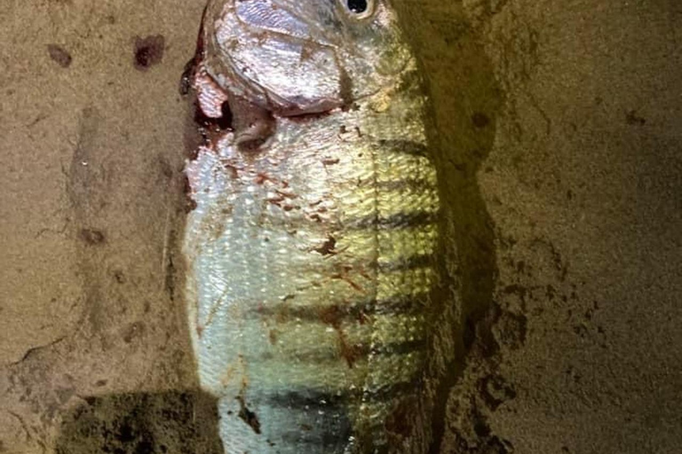 A day&#039;s fishing on the Atlantic coast (transport + lunch included)