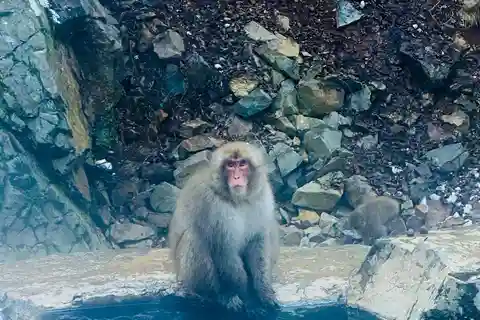 Snow Monkey Park & Zenko-ji Temple Nagano One Day Tour