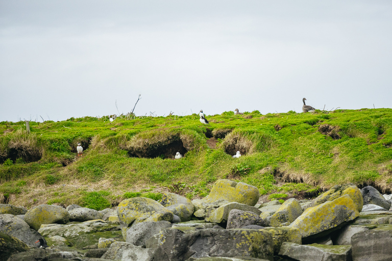 Reykjavik: Lunnefågelskådning med båt