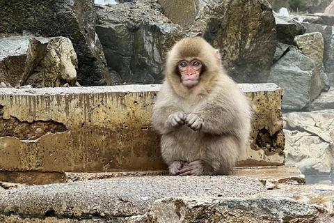 From Tokyo: Snow Monkey Private Customize Day Tour From Tokyo: Snow Monkey Private Customized tour