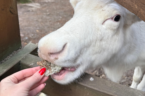 زيارة مزرعة نوكسيو للرنة – تجربة طبيعية خاصة
